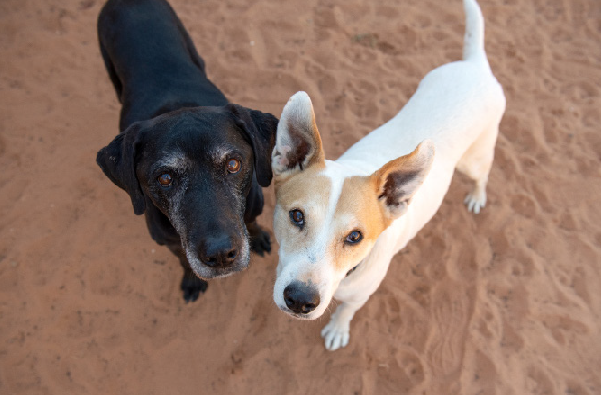 Golden Circle Friends and Founders Event Best Friends Animal Society